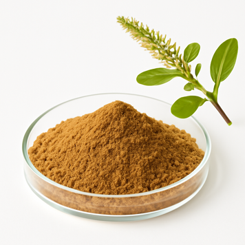 Екстракт стилінгії лісової 10:1 - Stillingia Sylvatica Extract 10:1: Стилінгія лісова, Стилінгія BE-0137 фото