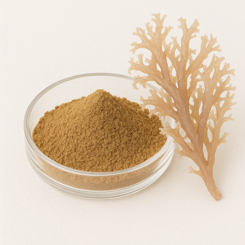 Екстракт каррагіну (Chondrus crispus) 4:1 - Carrageen (Chondrus crispus) extract 4:1: Ірландський мох, Каррагін BE-0076 фото