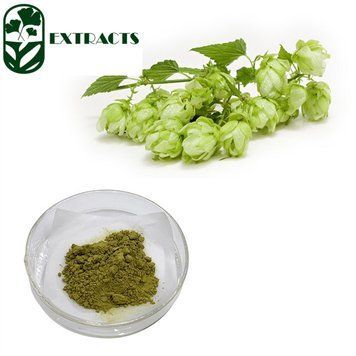 Екстракт квітів хмелю - Humulus Lupulus Flower Extract: Хміль BE-0079 фото